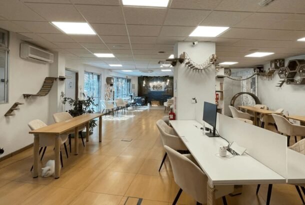 Paws For A Moment – Cat Café Co-Working
